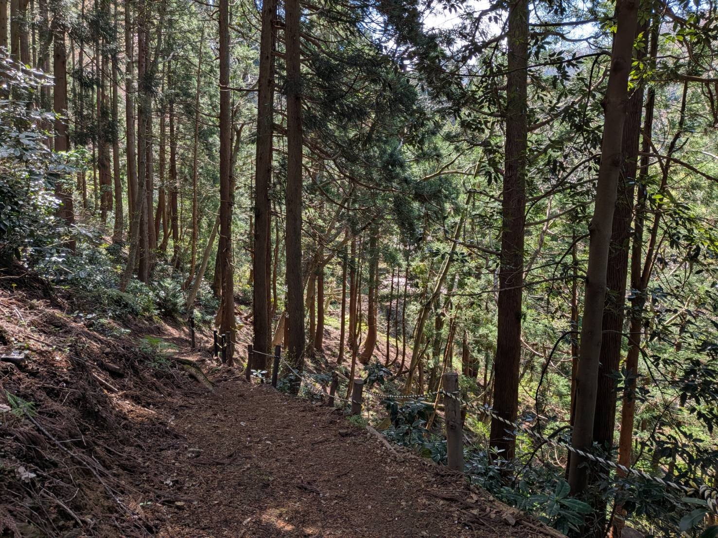 小山田彼岸樹林に桜を見に行ってきました!