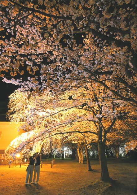 【2026 村松公園桜まつりフォトコンテスト】写真展開催のお知らせ