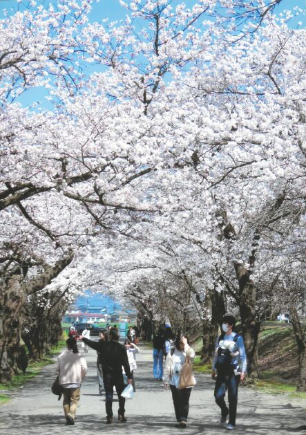 【2026 村松公園桜まつりフォトコンテスト】写真展開催のお知らせ