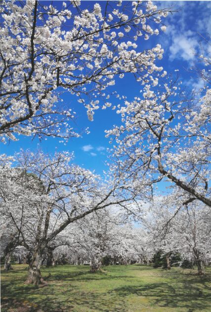 【2026 村松公園桜まつりフォトコンテスト】写真展開催のお知らせ