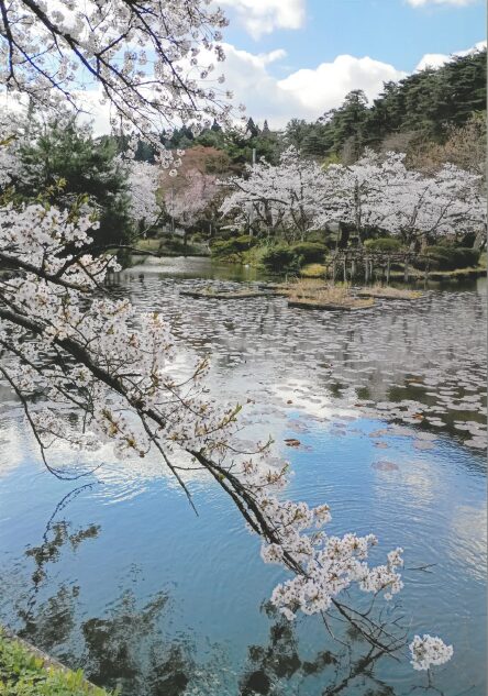 【2026 村松公園桜まつりフォトコンテスト】写真展開催のお知らせ